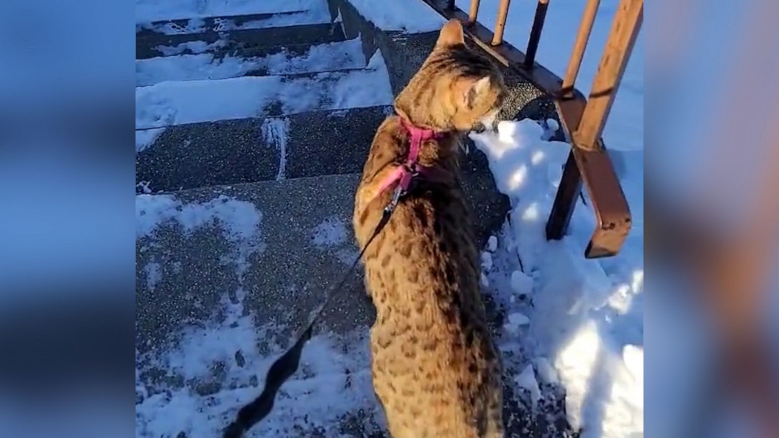 VIDEO: This cat is not about snow