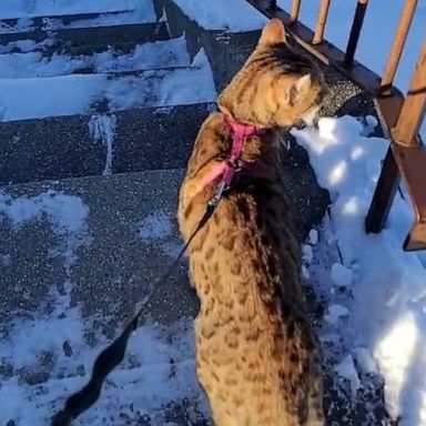 VIDEO: This cat is not about snow 