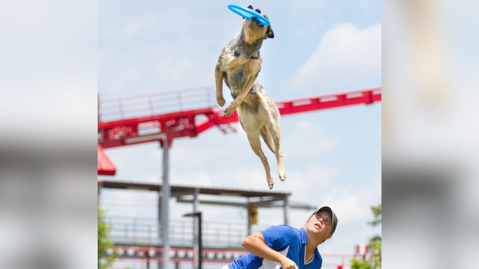 VIDEO: Marvelous dogs perform across the nation, promoting adoption