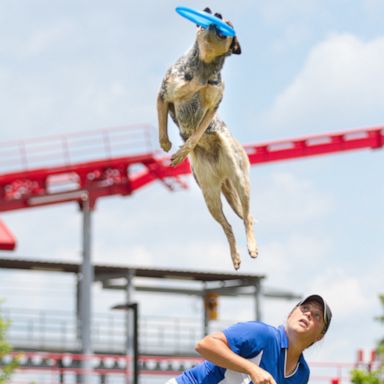 VIDEO: Marvelous dogs perform across the nation, promoting adoption 