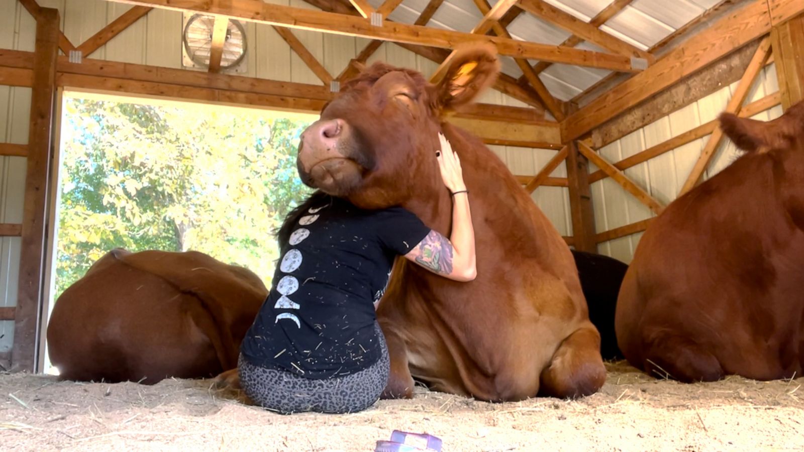 VIDEO: Would you try ‘cow hugging therapy’?