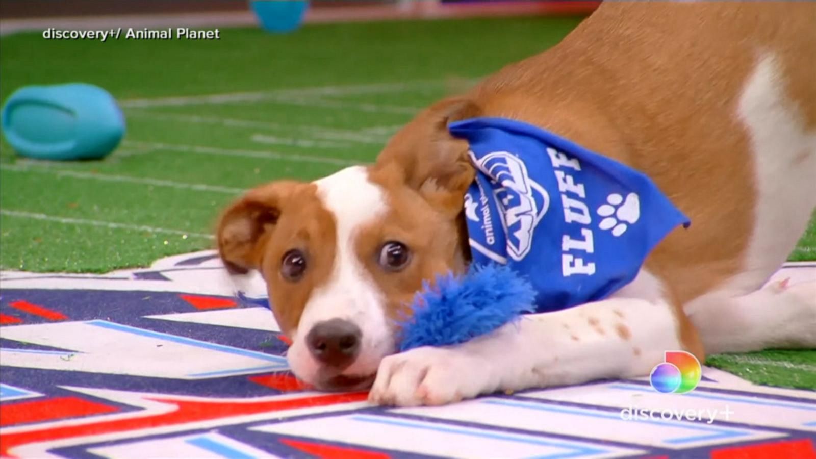 Ferociously cute competitors compete in Puppy Bowl XVIII - Good Morning  America