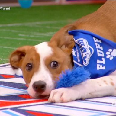 VIDEO: Ferociously cute competitors compete in Puppy Bowl XVIII