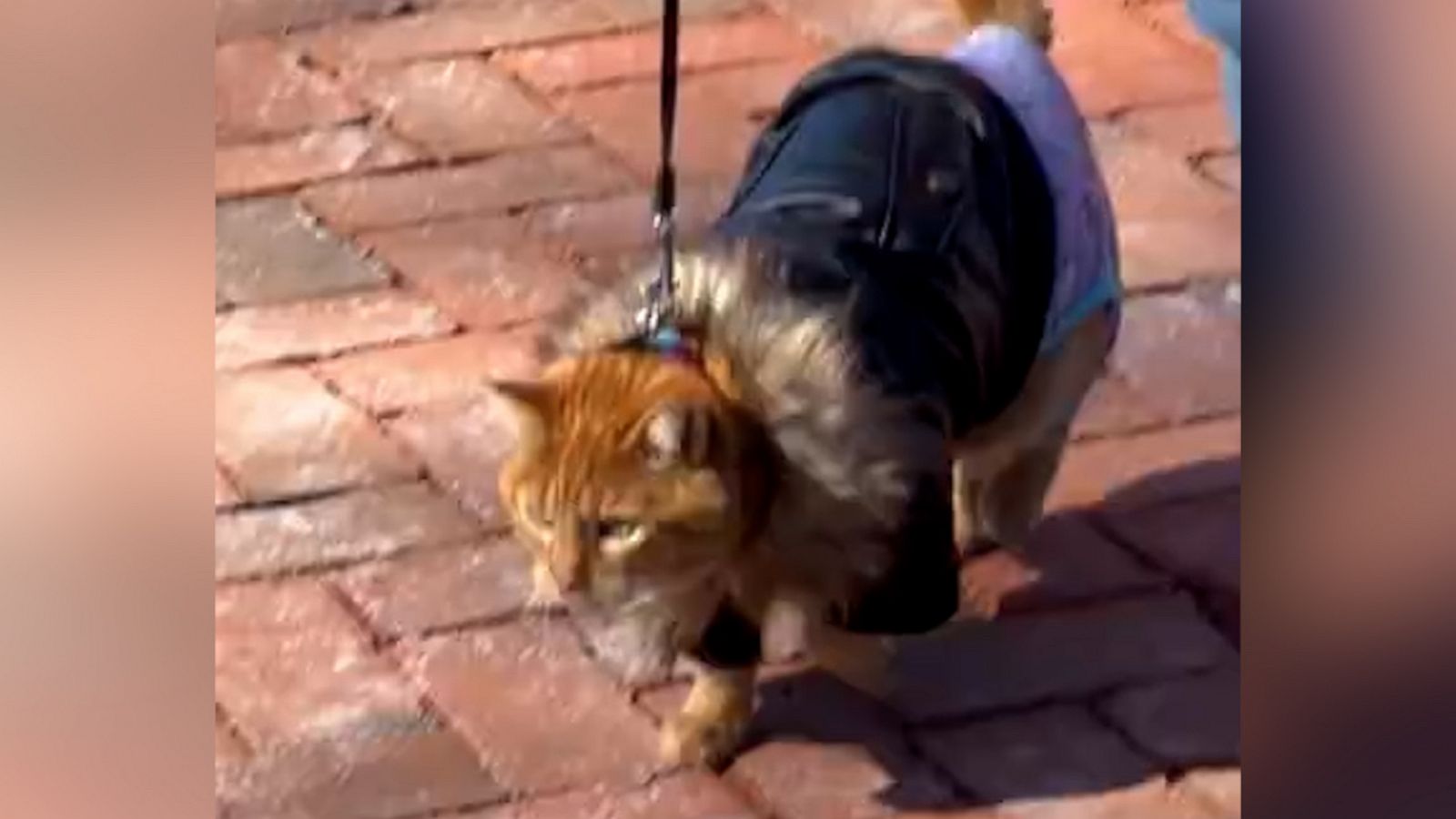 VIDEO: Fashionable feline shows off fluffy winter jacket