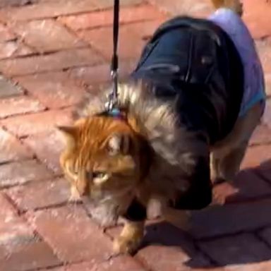 VIDEO: Fashionable feline shows off fluffy winter jacket