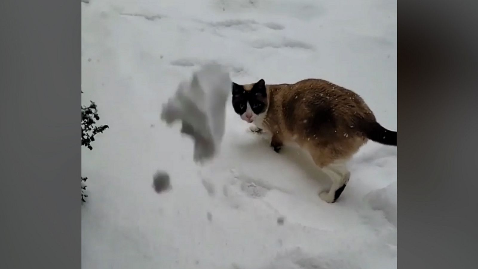 VIDEO: Adorable cat tries to catch snow in the snow