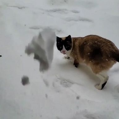 VIDEO: Adorable cat tries to catch snow in the snow