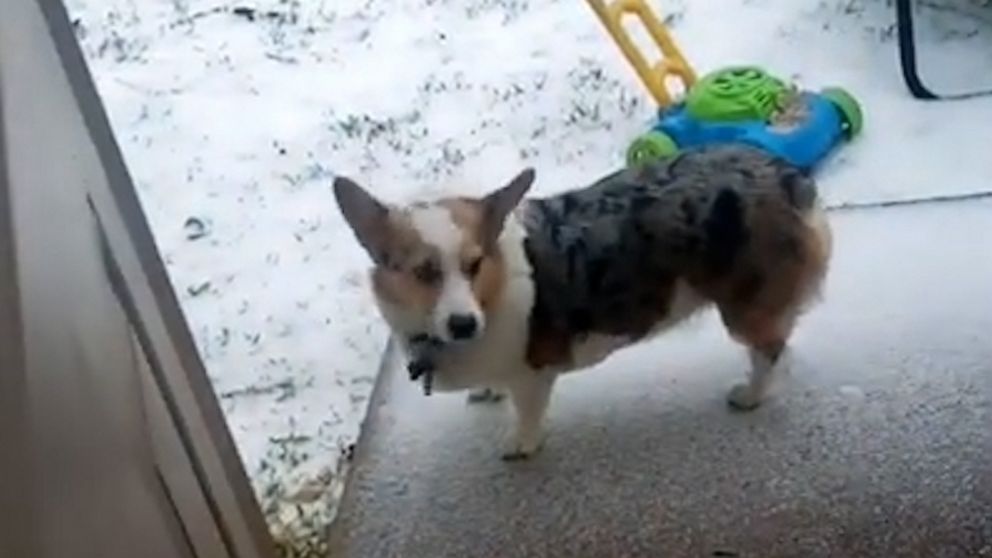 This corgi that’s over the winter is a major mood for all of us | GMA