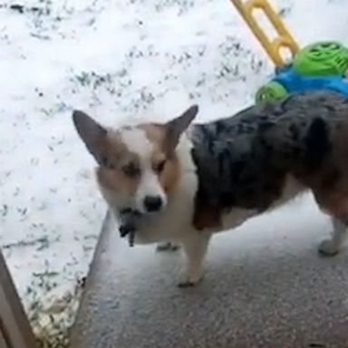 VIDEO: This corgi that’s over the winter is a major mood for all of us