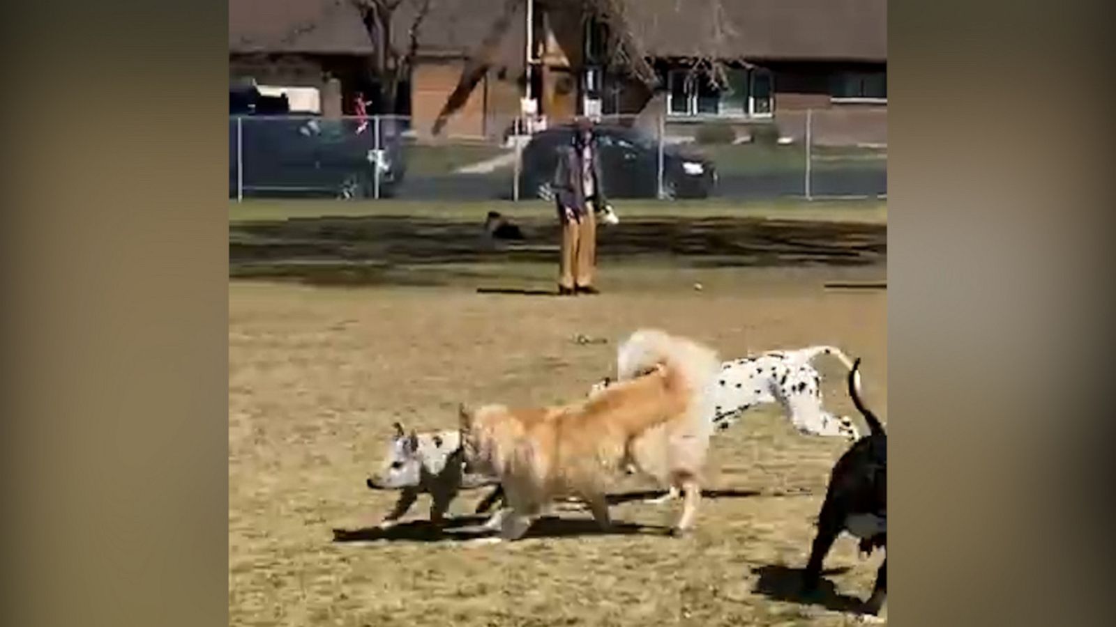 VIDEO: Dogs have unlikely playmate at the park