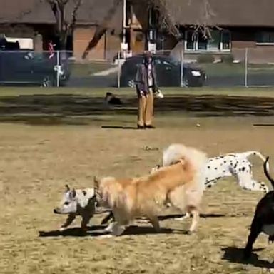 VIDEO: Dogs have unlikely playmate at the park