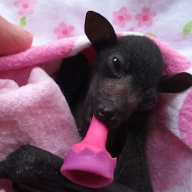 VIDEO: We are pretty sure there is nothing cuter than a Premature baby bat with hiccups