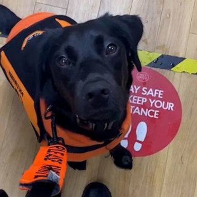 VIDEO: TikToker shares how her service dog supports her