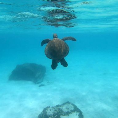 VIDEO: Amy Robach’s Galápagos check-in 