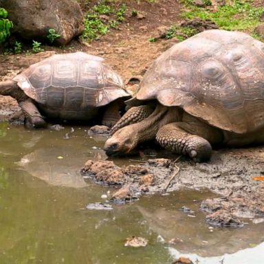 VIDEO: Amy’s Galapagos adventure 