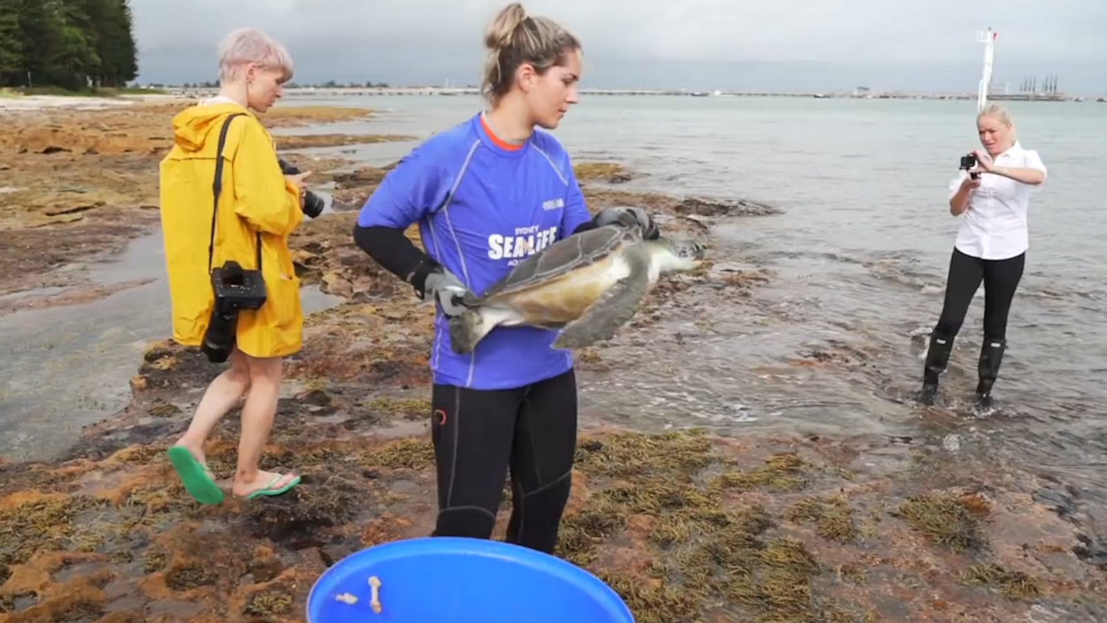 VIDEO: Rehabilitated sea turtle excitedly returns to the wild