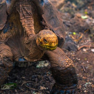 VIDEO: Giant tortoise helps repopulate the Galapagos’ tortoises