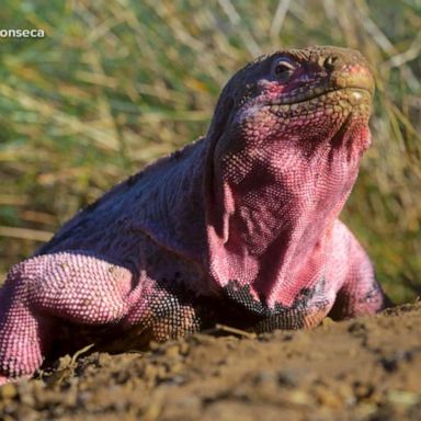 VIDEO: Unique reptiles live in the Galápagos islands 