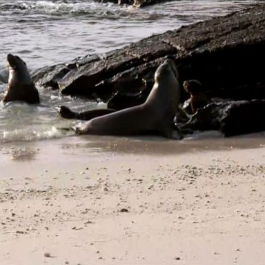 VIDEO: Sea lion pups play in Galapagos Islands