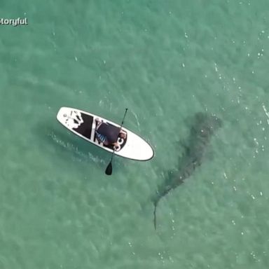 VIDEO: Giant hammerhead shark swims beneath 2 paddleboarders