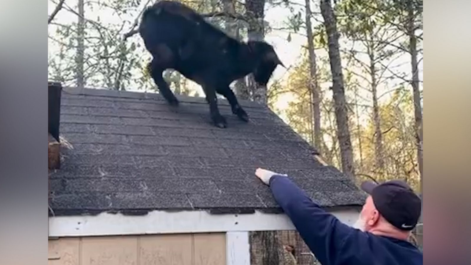 VIDEO: Ever see a goat on a roof? Nows your chance