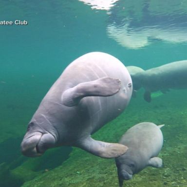 VIDEO: Save the manatees 