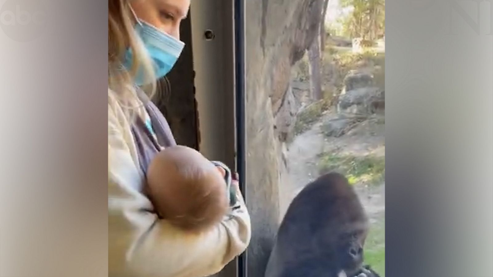 VIDEO: Zookeeper introduces her newborn baby to gorilla friend in adorable video