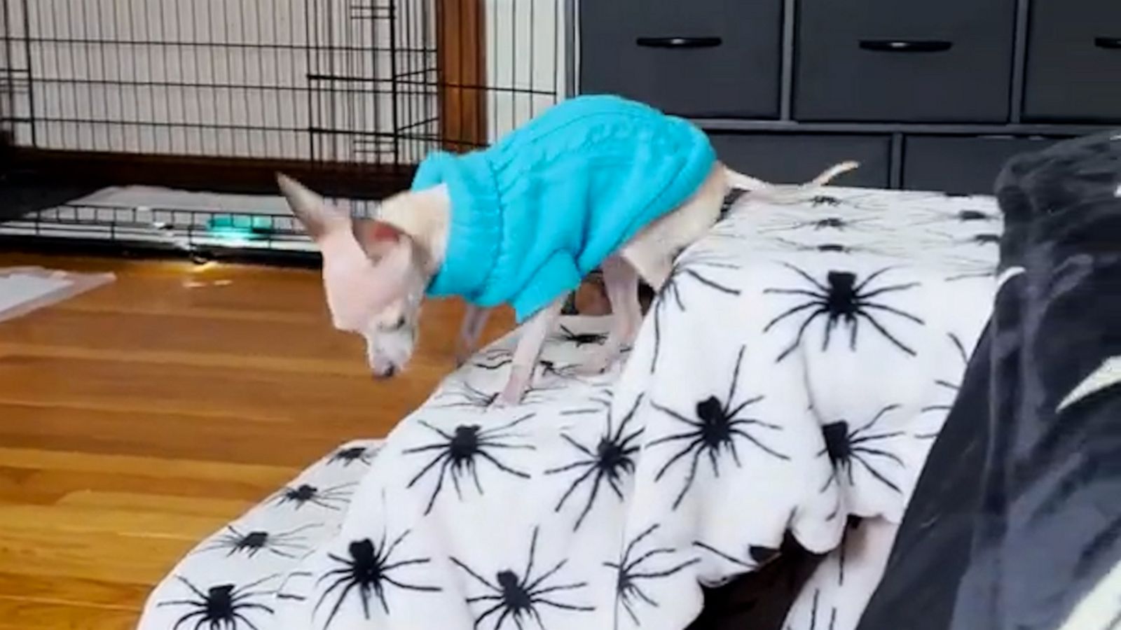 VIDEO: This visually impaired chihuahua found a clever way to climb stairs