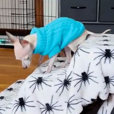 VIDEO: This visually impaired chihuahua found a clever way to climb stairs 