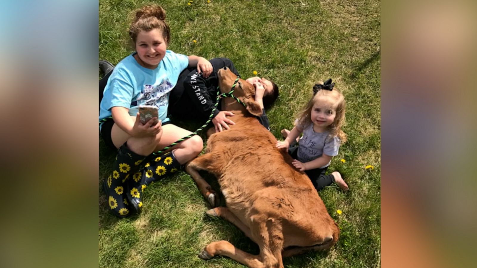 VIDEO: Cow deemed too tiny for slaughter adopted and loved by family who raised him