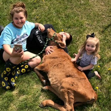 VIDEO: Cow deemed too tiny for slaughter adopted and loved by family who raised him 