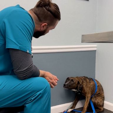 VIDEO: The story behind viral video of vet building trust with scared dog