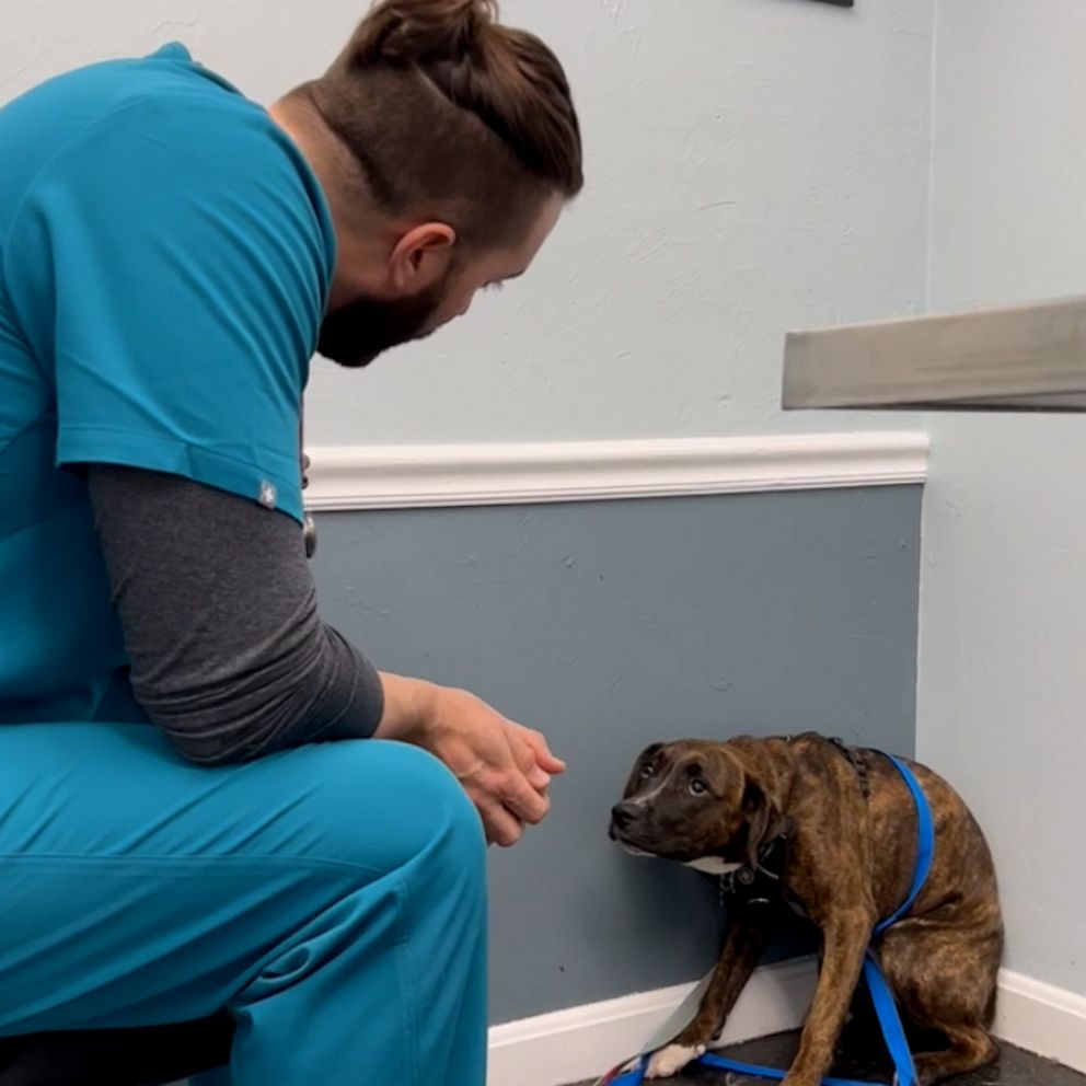 the-story-behind-viral-video-of-vet-building-trust-with-scared-dog