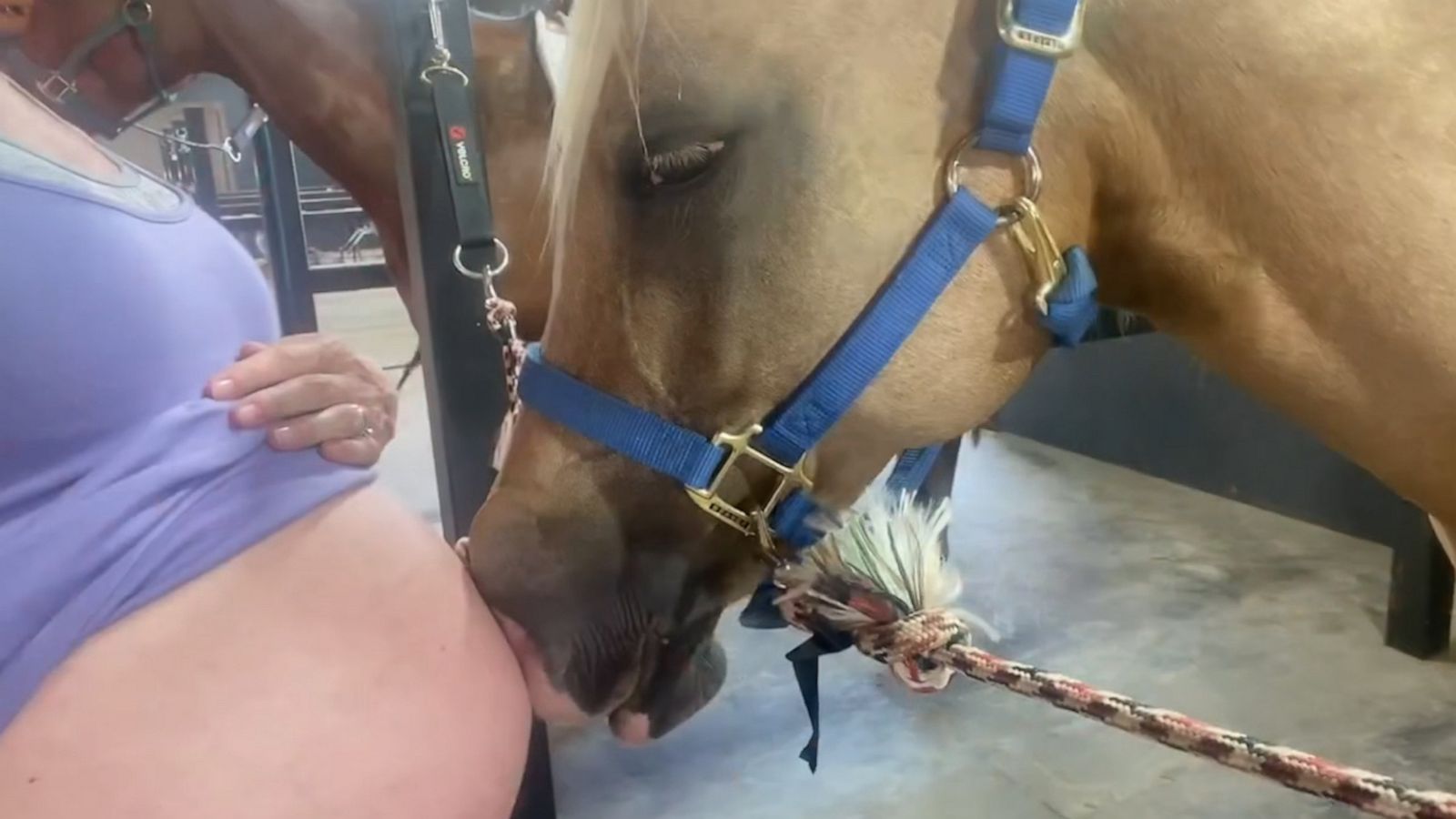 VIDEO: Horse loves to nuzzle owner’s baby bump