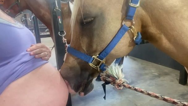 Hors Wwwx Video - Video Horse loves to nuzzle owner's baby bump - ABC News