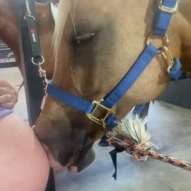 VIDEO: Horse loves to nuzzle owner’s baby bump 