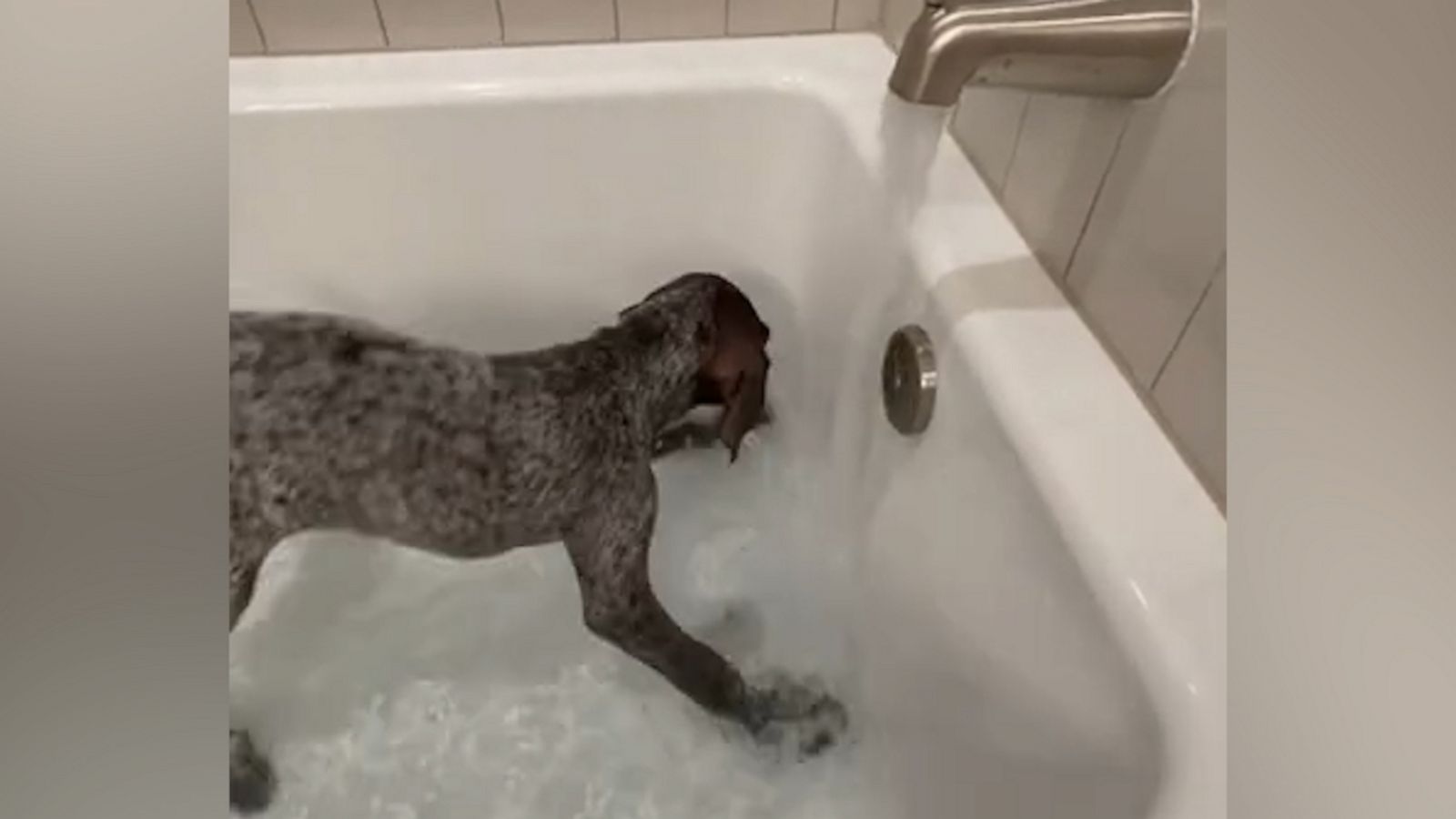 VIDEO: Puppy tries digging water during bath time