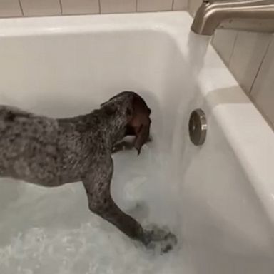 VIDEO: Puppy tries digging water during bath time 