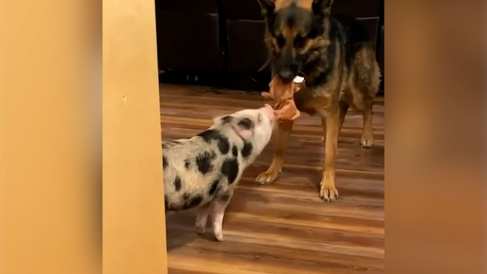 VIDEO: Sweet German Shepard plays tug of war with baby piglet brother