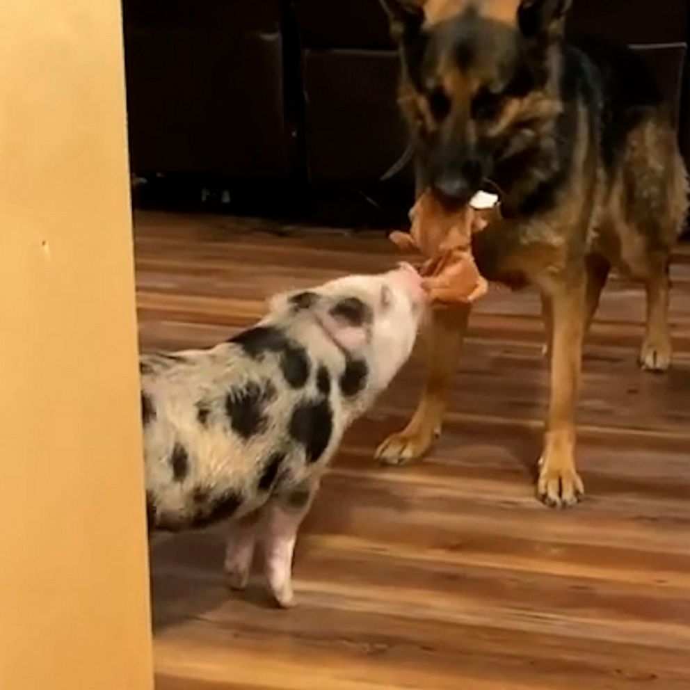 Video Sweet German Shepard plays tug of war with baby piglet brother - ABC  News