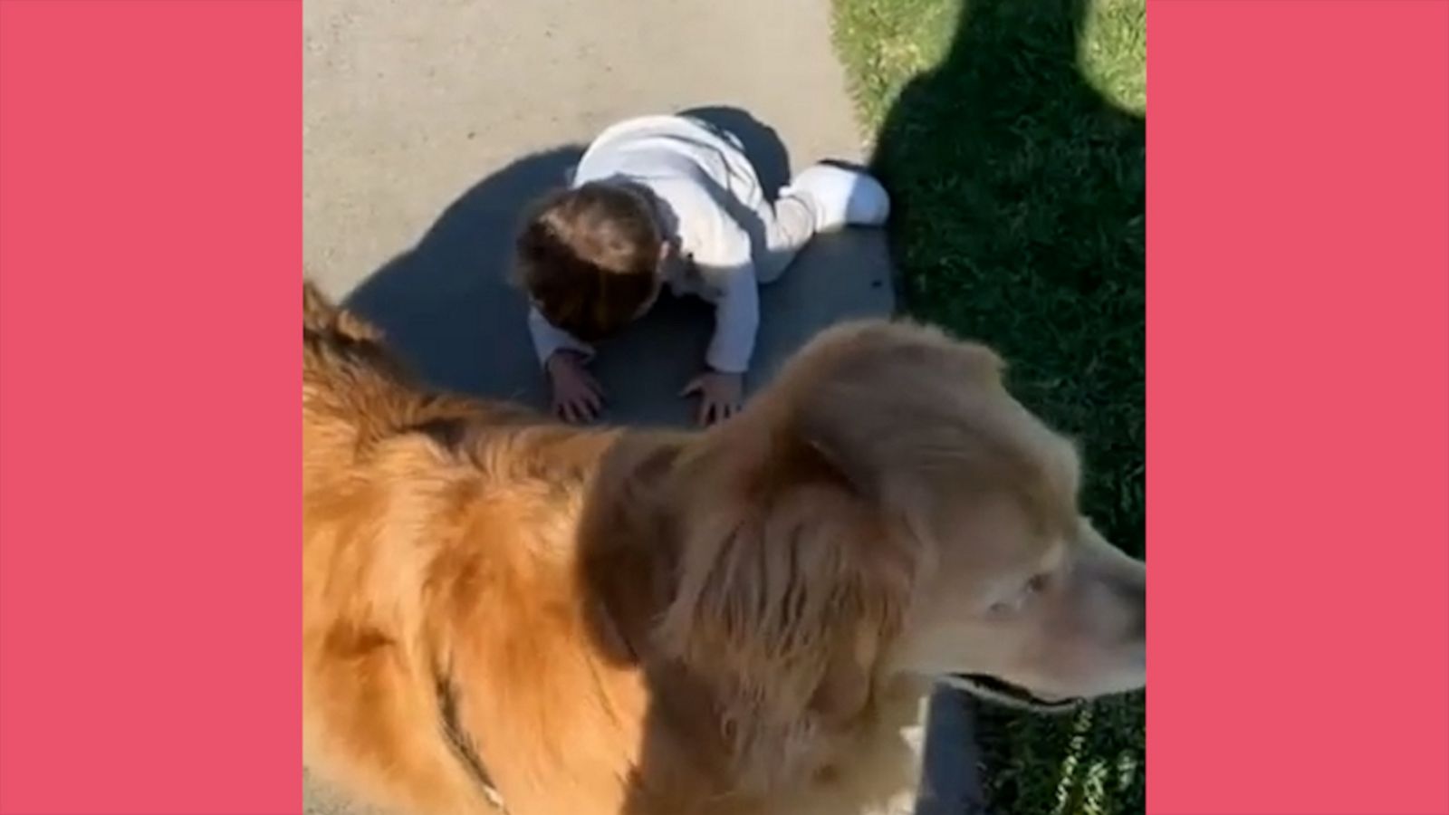 VIDEO: This toddler won’t stop crying until he gets what he wants — to hold a dog poop bag