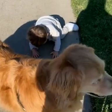 VIDEO: This toddler won’t stop crying until he gets what he wants — to hold a dog poop bag