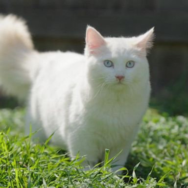 VIDEO: Woman spends $25K to clone her cat