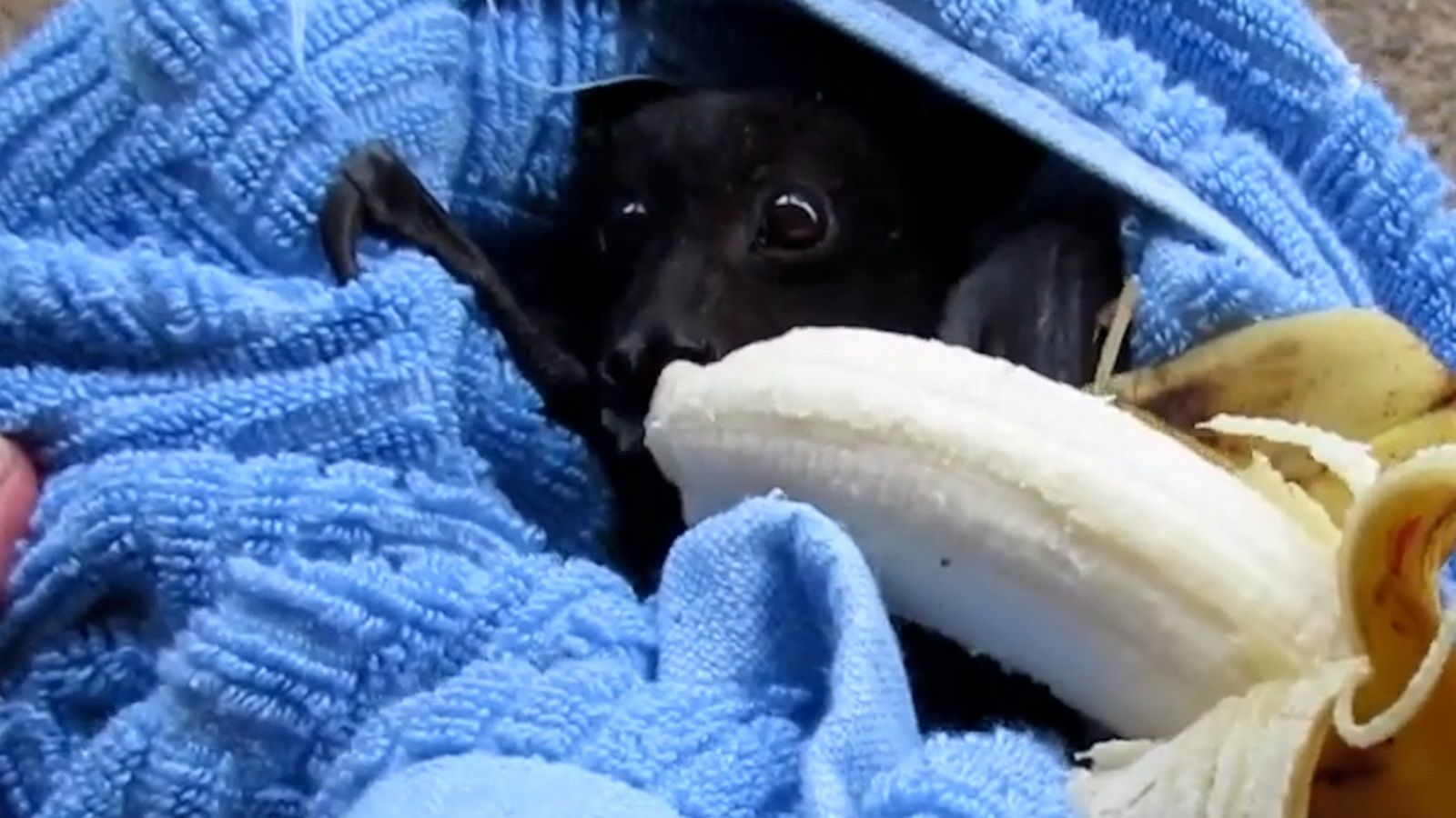 VIDEO: Adorable bat chomps on banana after being rescued