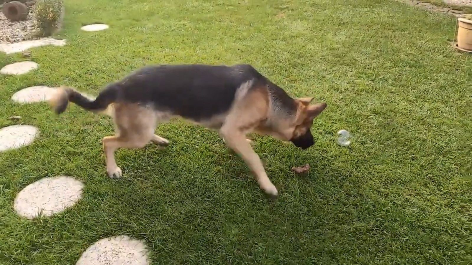 VIDEO: Dogs have mixed reactions to bubble party