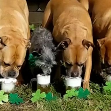 VIDEO: Cheers to these dogs drinking fake beer, and these dogs only 