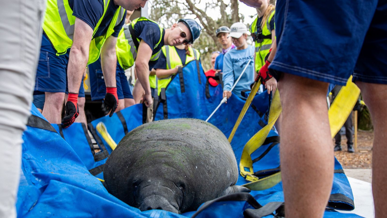 VIDEO: Manatee rescued as a baby is released into the wild