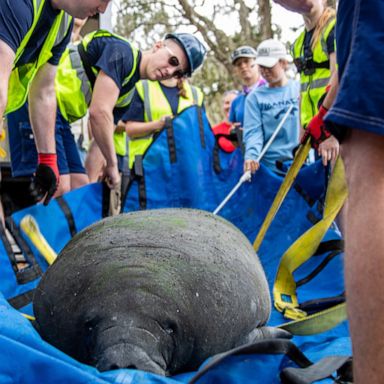 VIDEO: Manatee rescued as a baby is released into the wild 