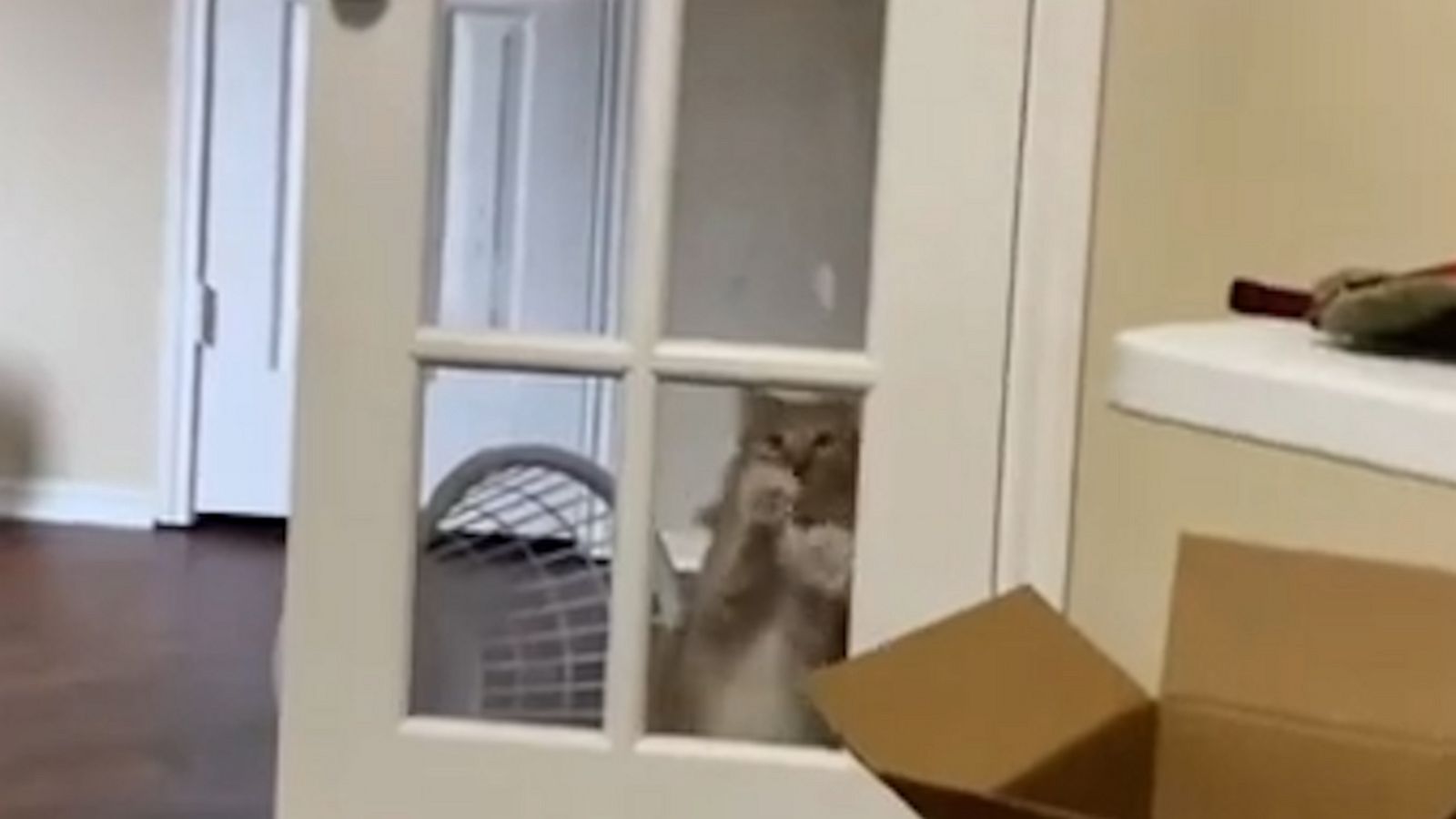 VIDEO: Cute kitty hilariously continues to scratch on the door even though it’s already open