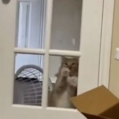 VIDEO: Cute kitty hilariously continues to scratch on the door even though it’s already open